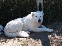 mastino abruzzese rustico